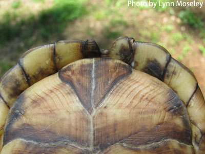 Box Turtle, Photo by Lynn Moseley