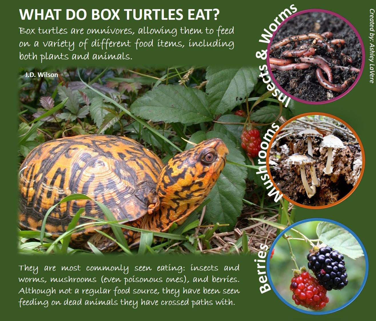 What Do Box Turtles Eat?