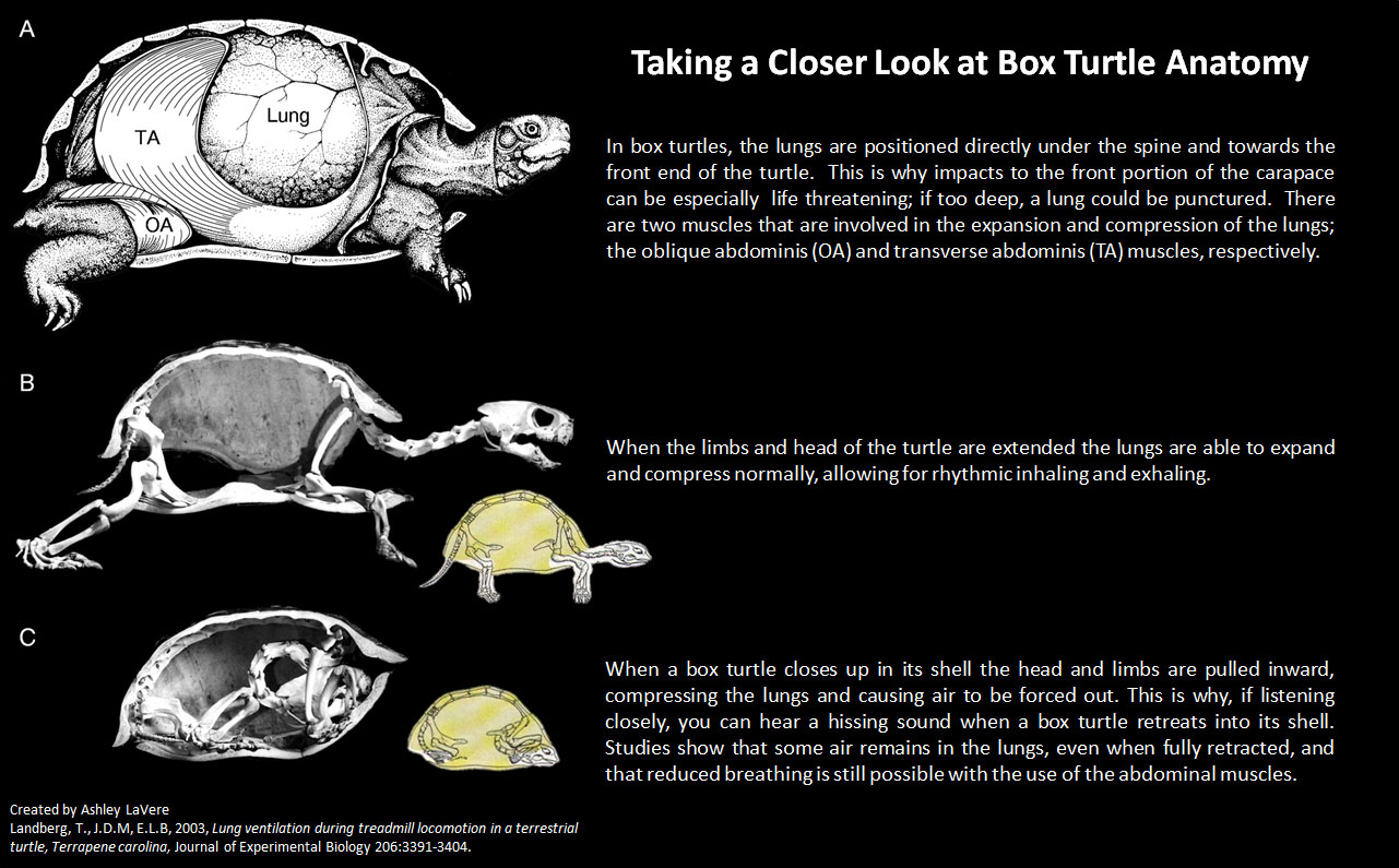 Closing In on Box Turtle Anatomy