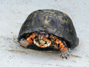 turtle-17    