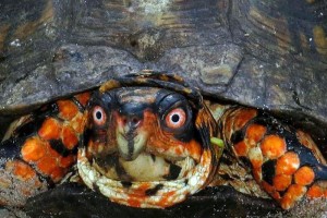 turtle-18    